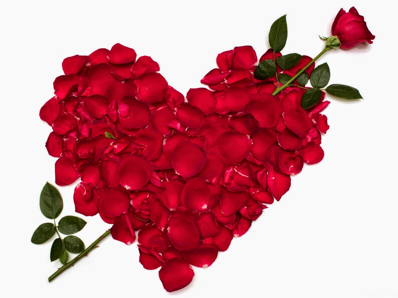 Rose day status & messages for whatsapp and Facebook