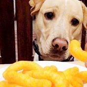 CAN DOGS EAT CHEESE PUFFS
