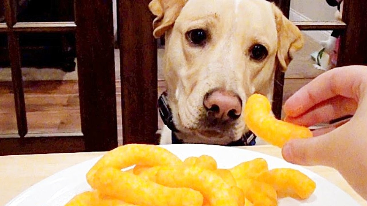 CAN DOGS EAT CHEESE PUFFS